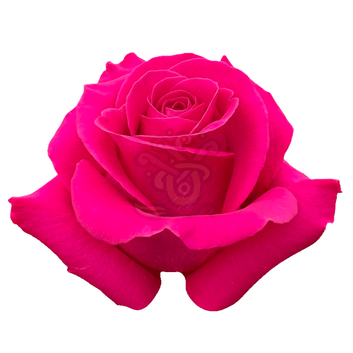 Pink Floyd Roses Hot Pink 2