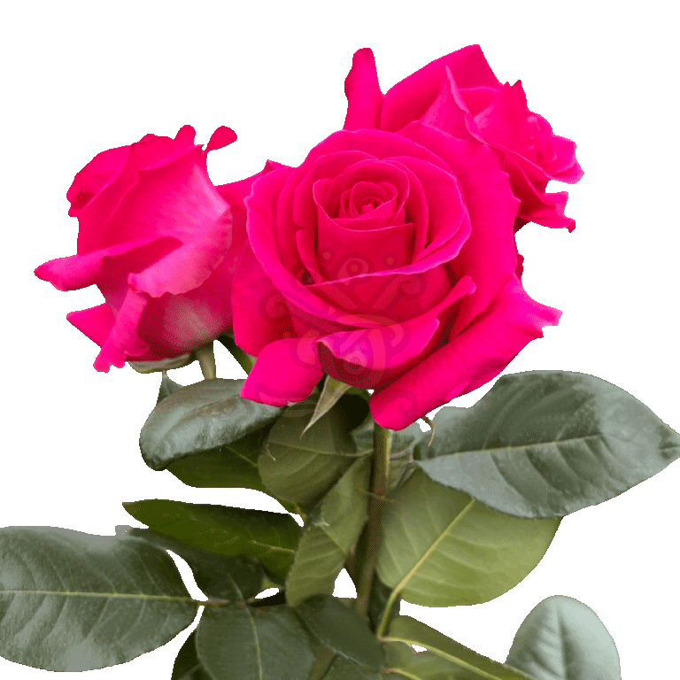 Pink Floyd Roses Hot Pink 3