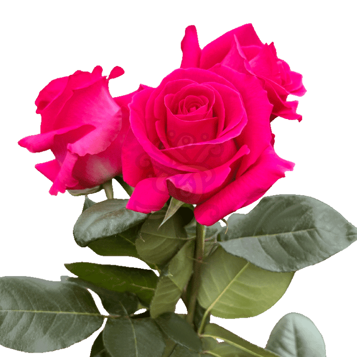 Pink Floyd Roses Hot Pink 3
