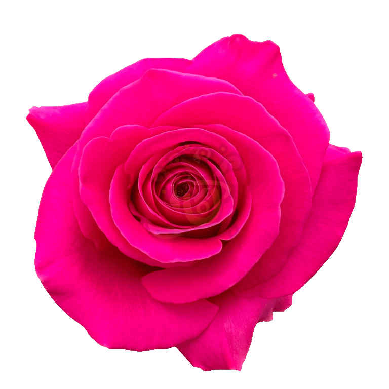 Pink Floyd Roses Hot Pink