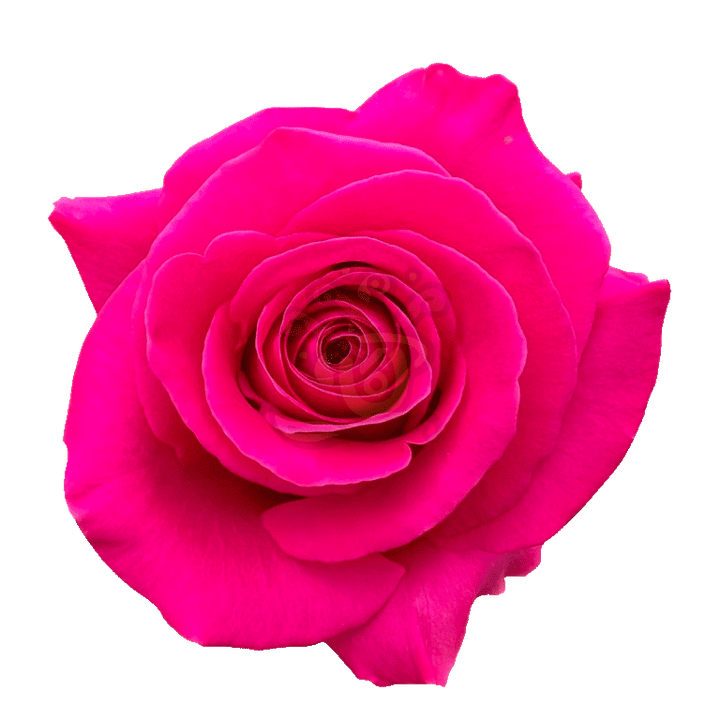 Pink Floyd Roses Hot Pink