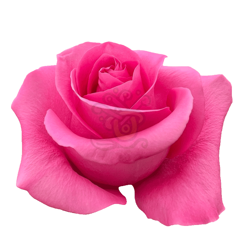 Pink Martini Roses Hot Pink 2