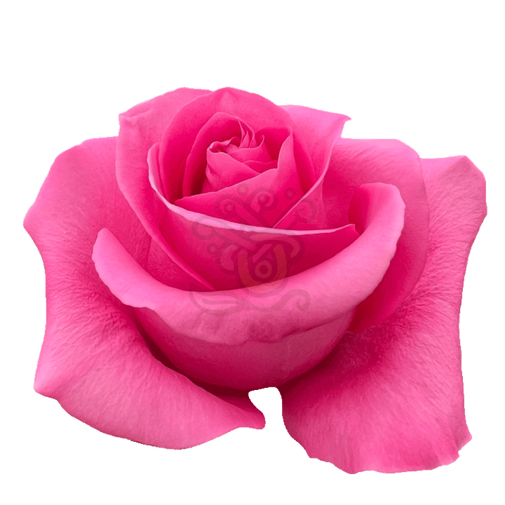 Pink Martini Roses Hot Pink 2