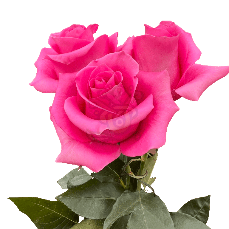 Pink Martini Roses Hot Pink 3