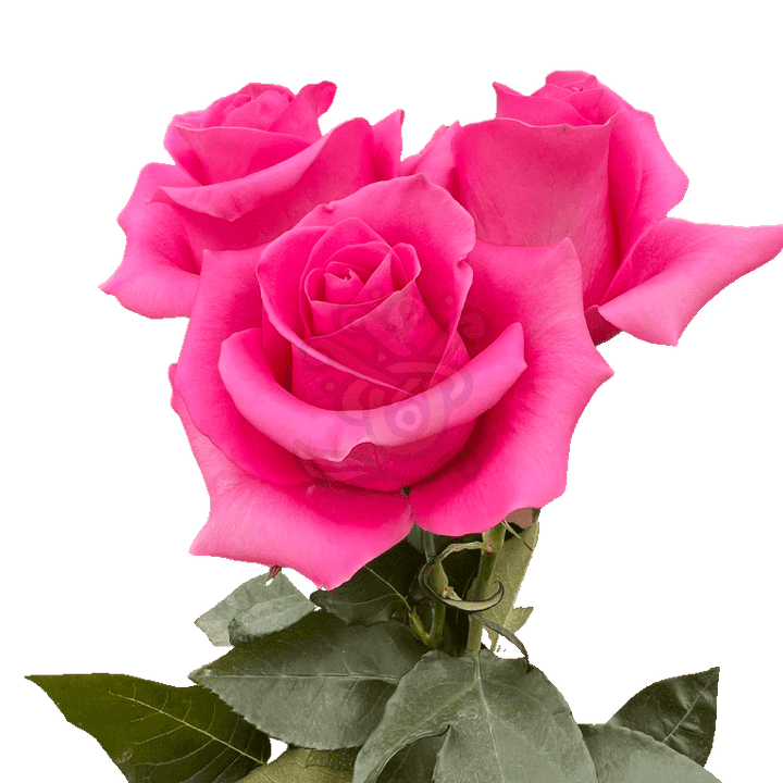 Pink Martini Roses Hot Pink 3