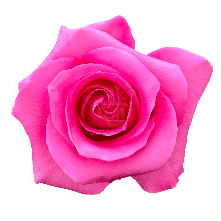 Pink Martini Roses Hot Pink