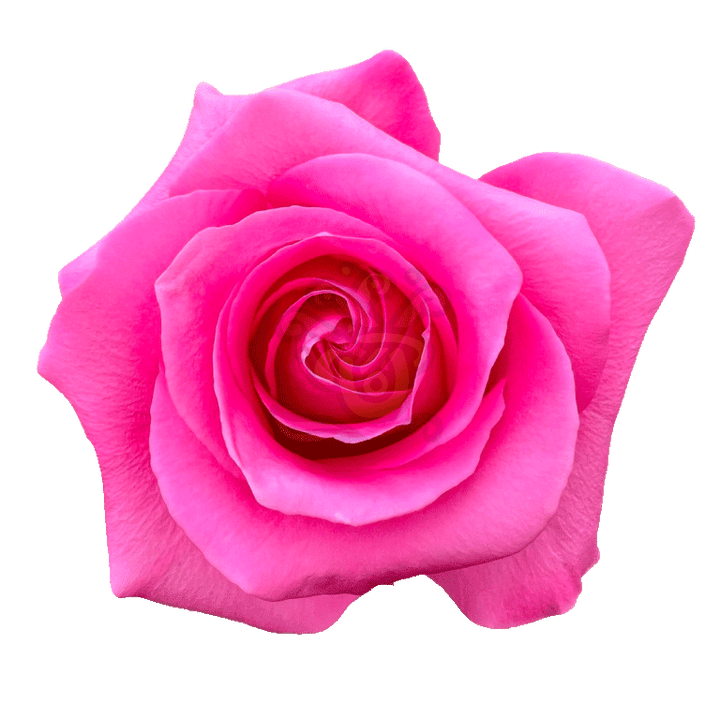 Pink Martini Roses Hot Pink