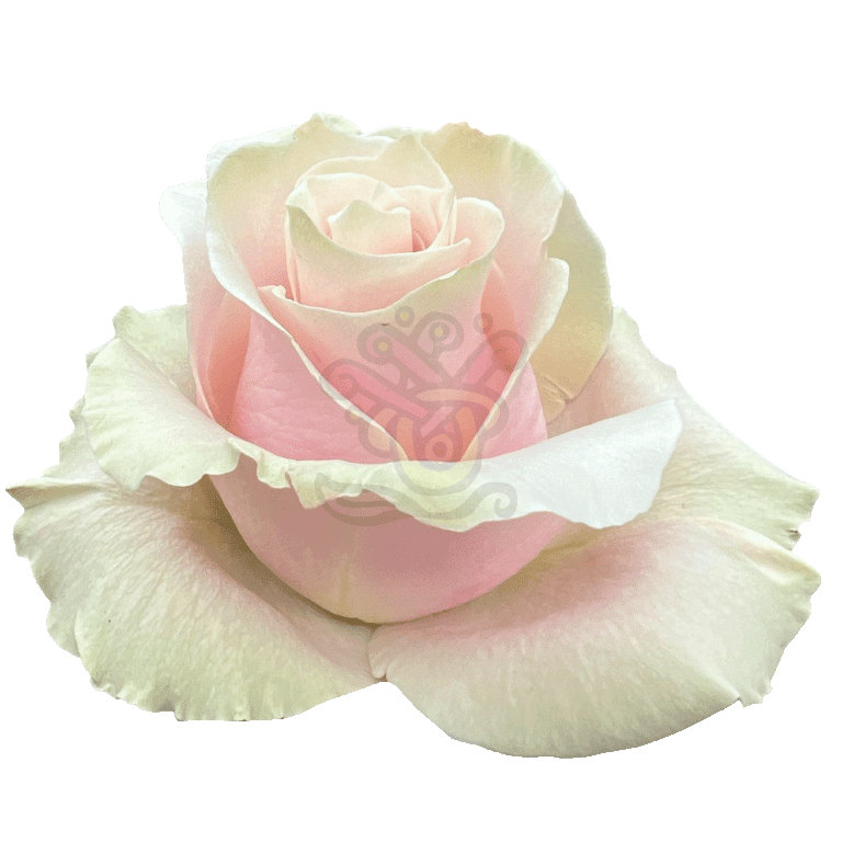 Pink Mondial Roses Light Pink 2