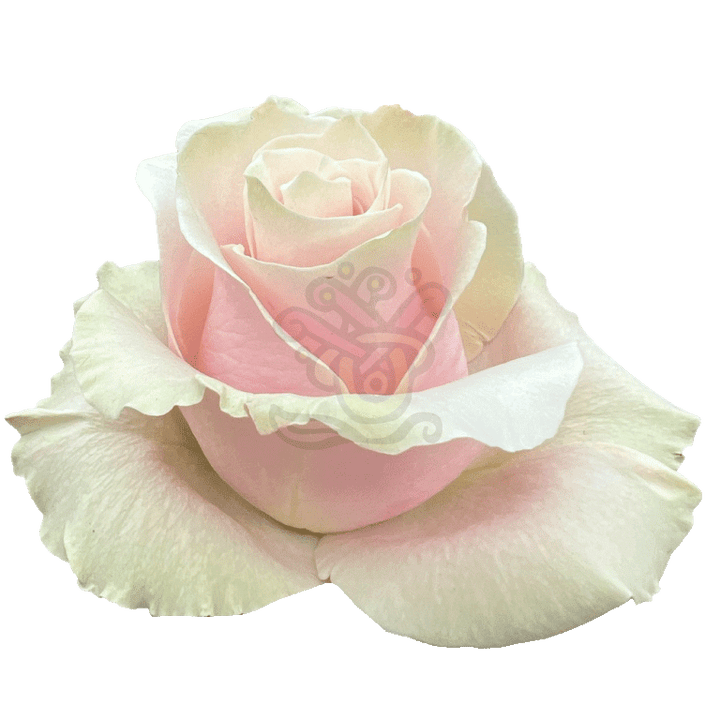 Pink Mondial Roses Light Pink 2