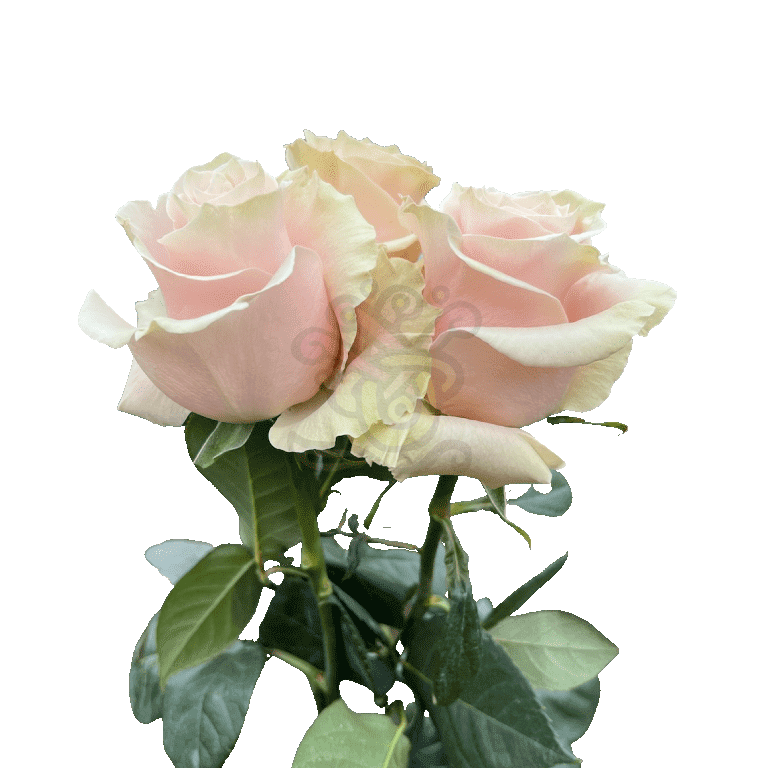 Pink Mondial Roses Light Pink 3