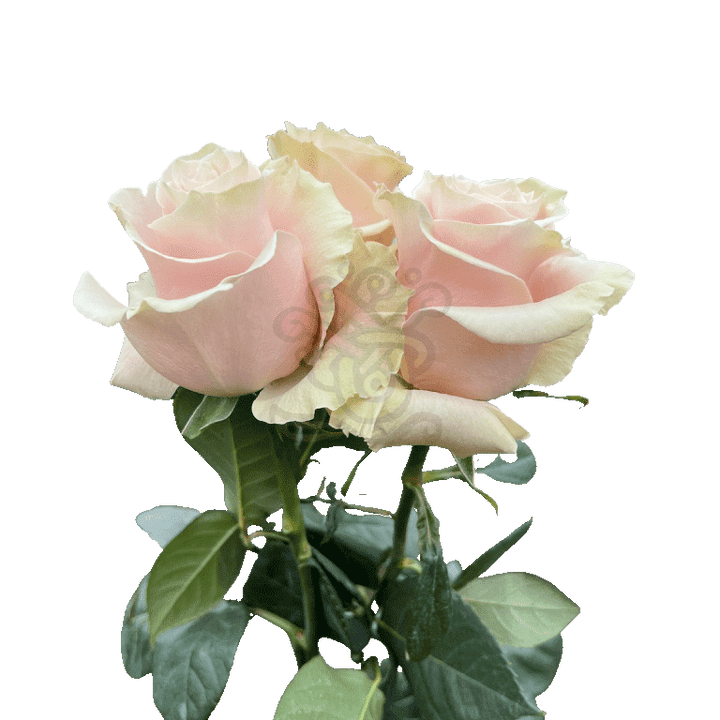 Pink Mondial Roses Light Pink 3