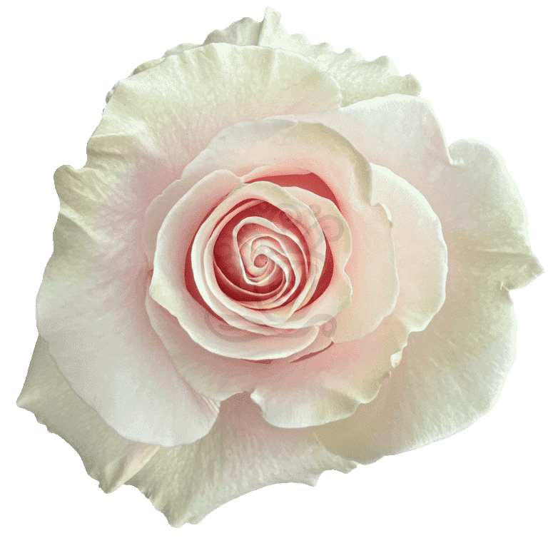 Pink Mondial Roses Light Pink