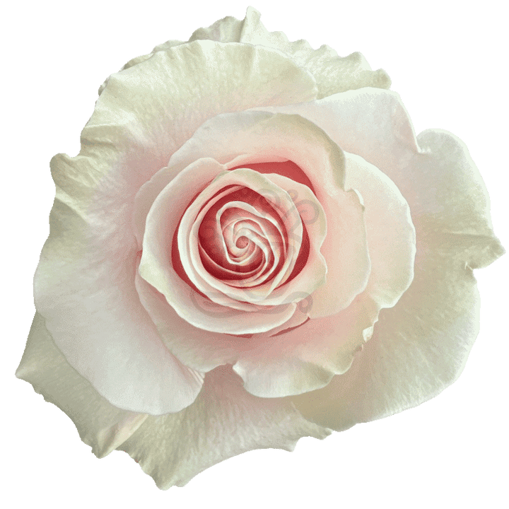 Pink Mondial Roses Light Pink
