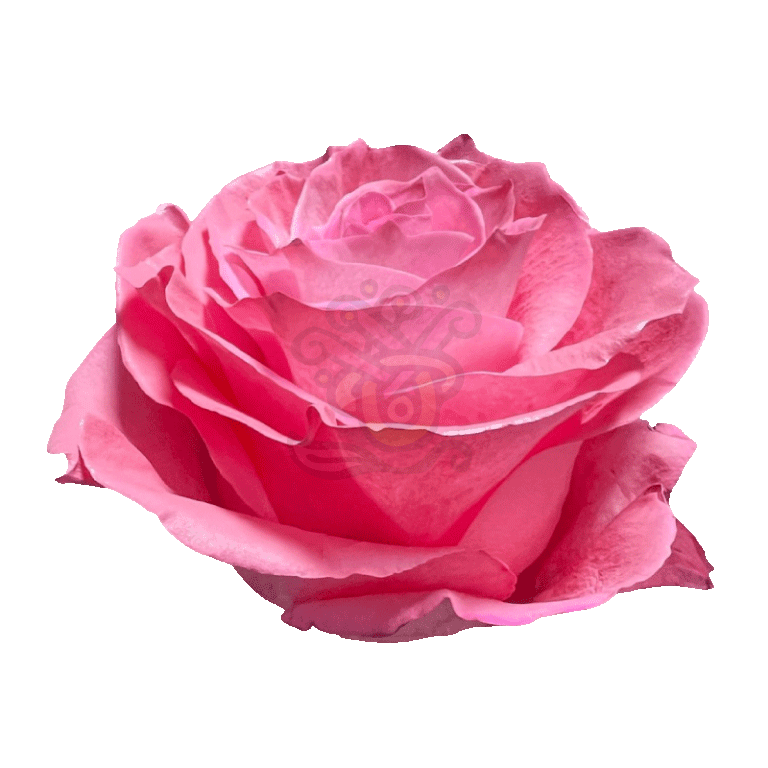 Pink Pastel Tinted Roses 2