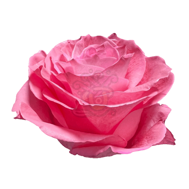 Pink Pastel Tinted Roses 2