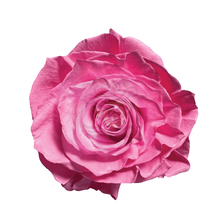 Pink Pastel Tinted Roses