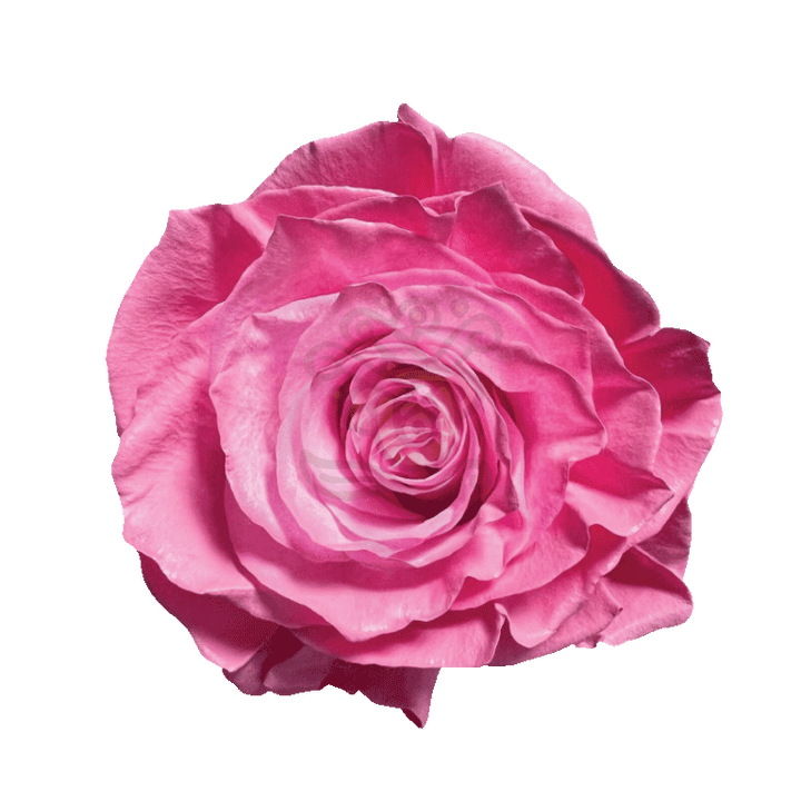 Pink Pastel Tinted Roses