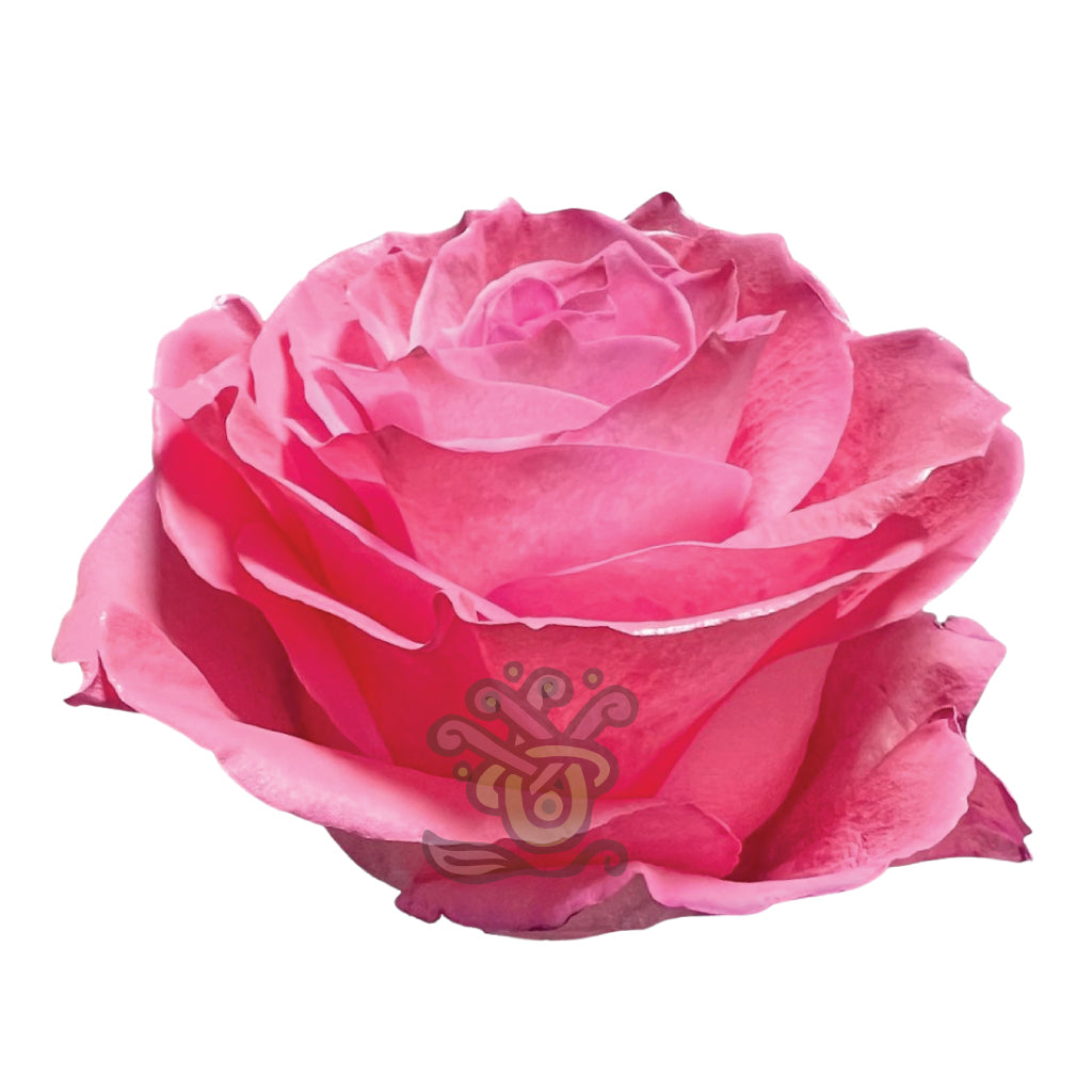 Pink Pastel Tinted Roses • Asiri Blooms