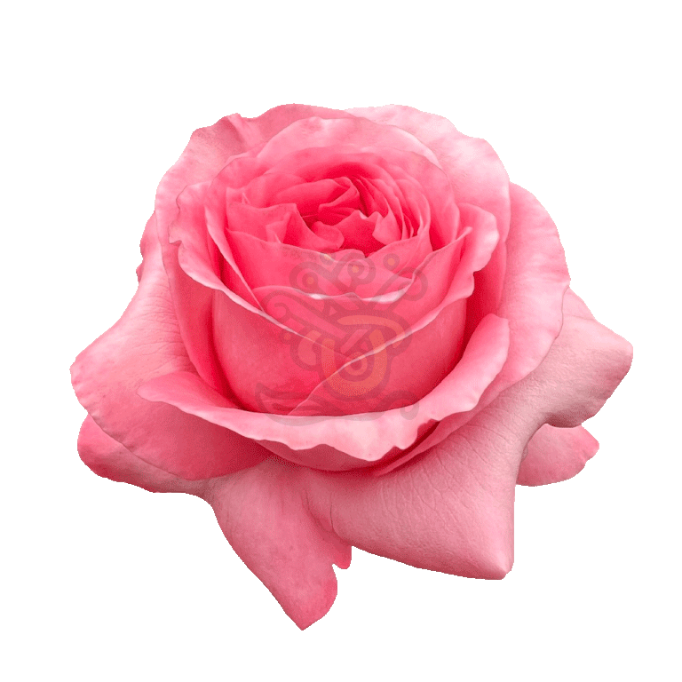 Pink Xpression Roses Pink 2