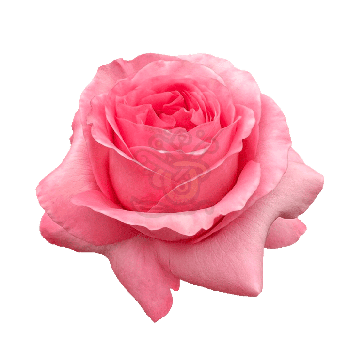 Pink Xpression Roses Pink 2