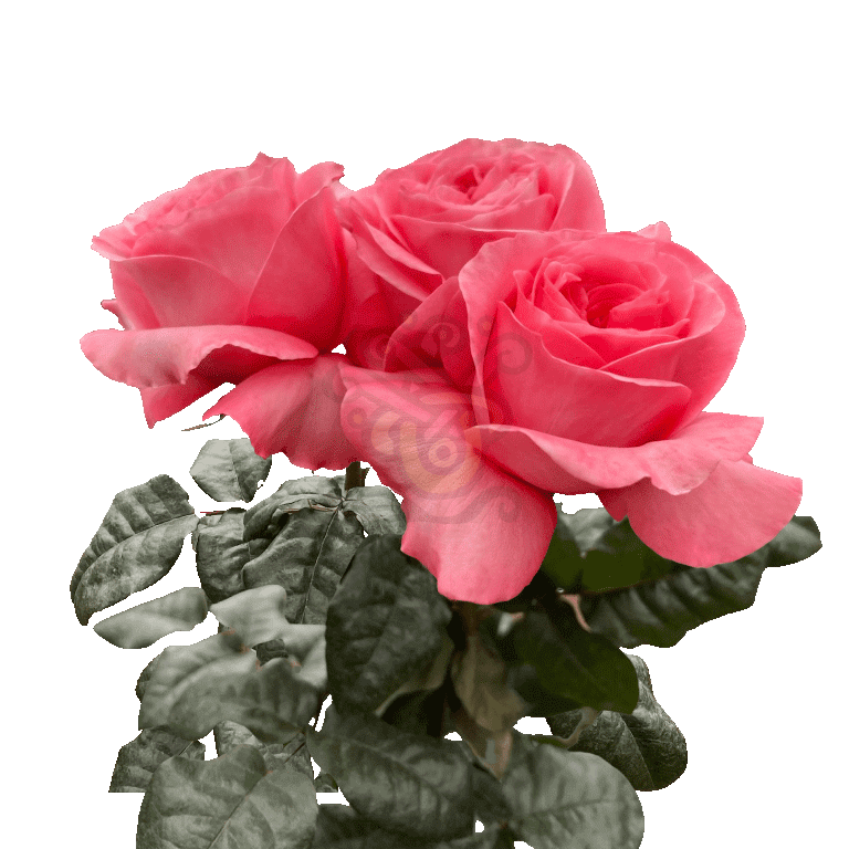 Pink Xpression Roses Pink 3
