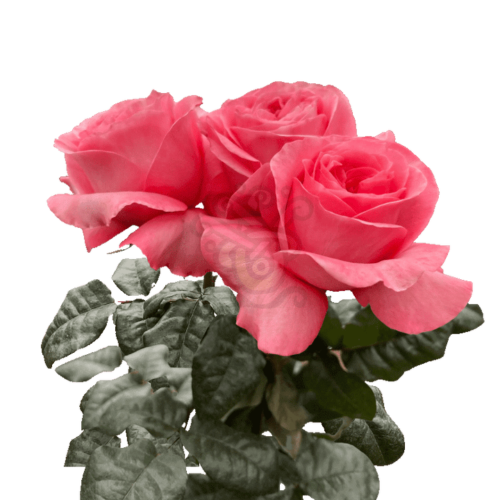 Pink Xpression Roses Pink 3