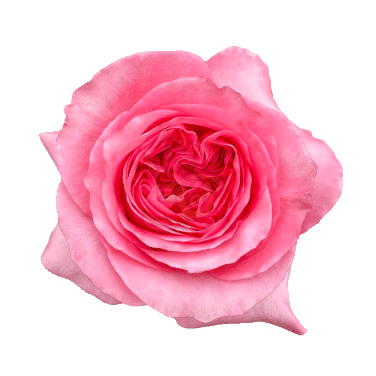 Pink Xpression Roses Pink