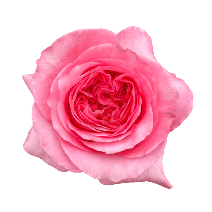 Pink Xpression Roses Pink