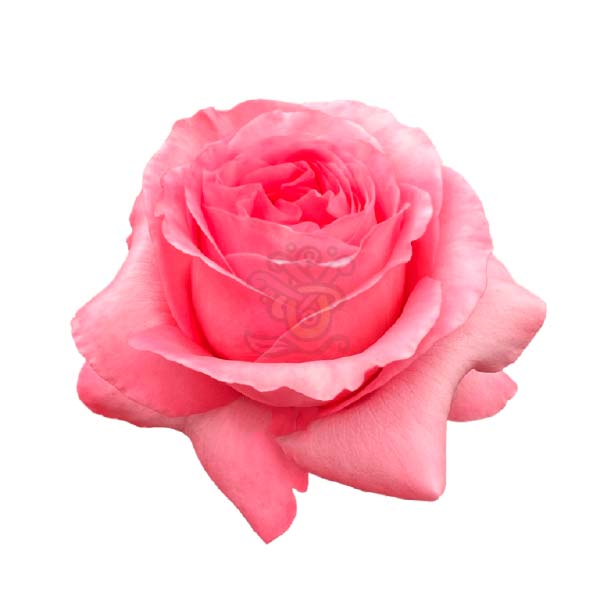 Pink Xpression rose head in salmon pink, grown in Ecuador by Asiri Blooms