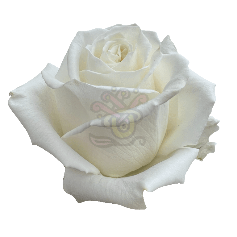 Playa Blanca Roses White 2