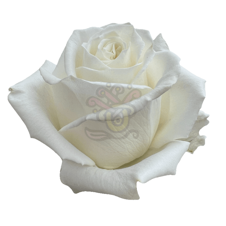 Playa Blanca Roses White 2