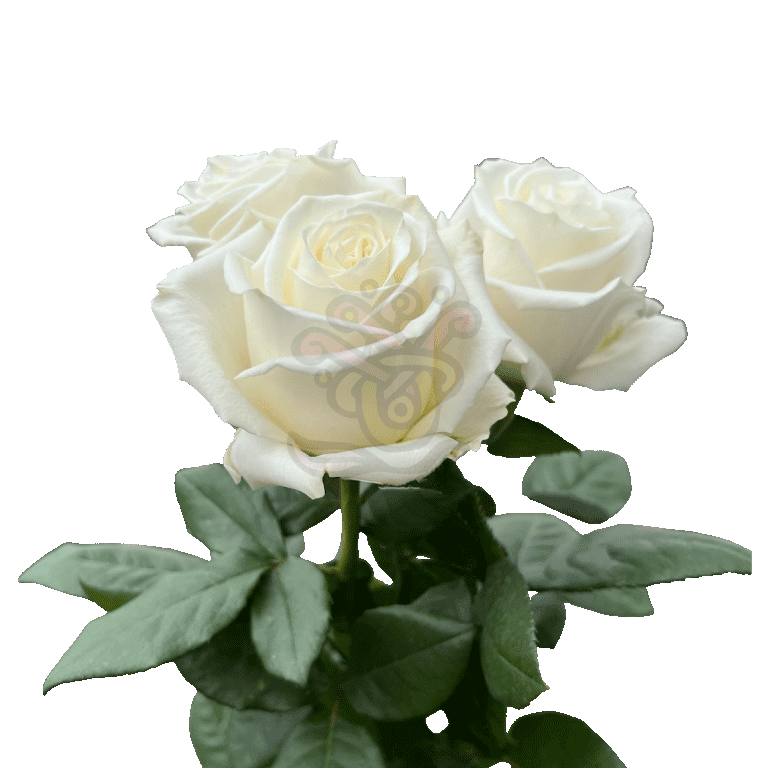 Playa Blanca Roses White 3