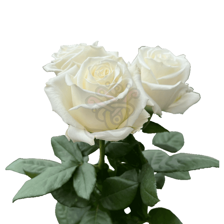 Playa Blanca Roses White 3