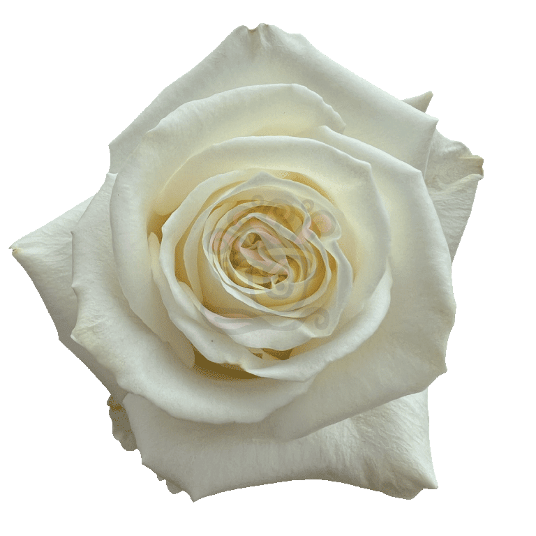 Playa Blanca Roses White