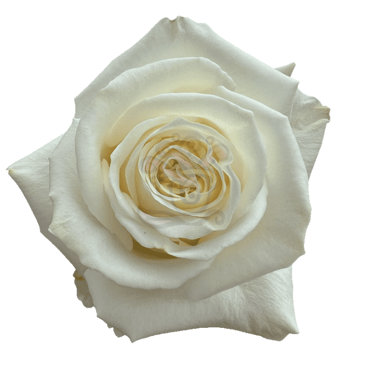 Playa Blanca Roses White