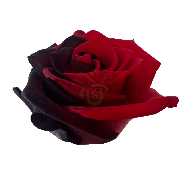 Poker Tinted Roses 2