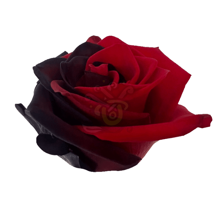Poker Tinted Roses 2