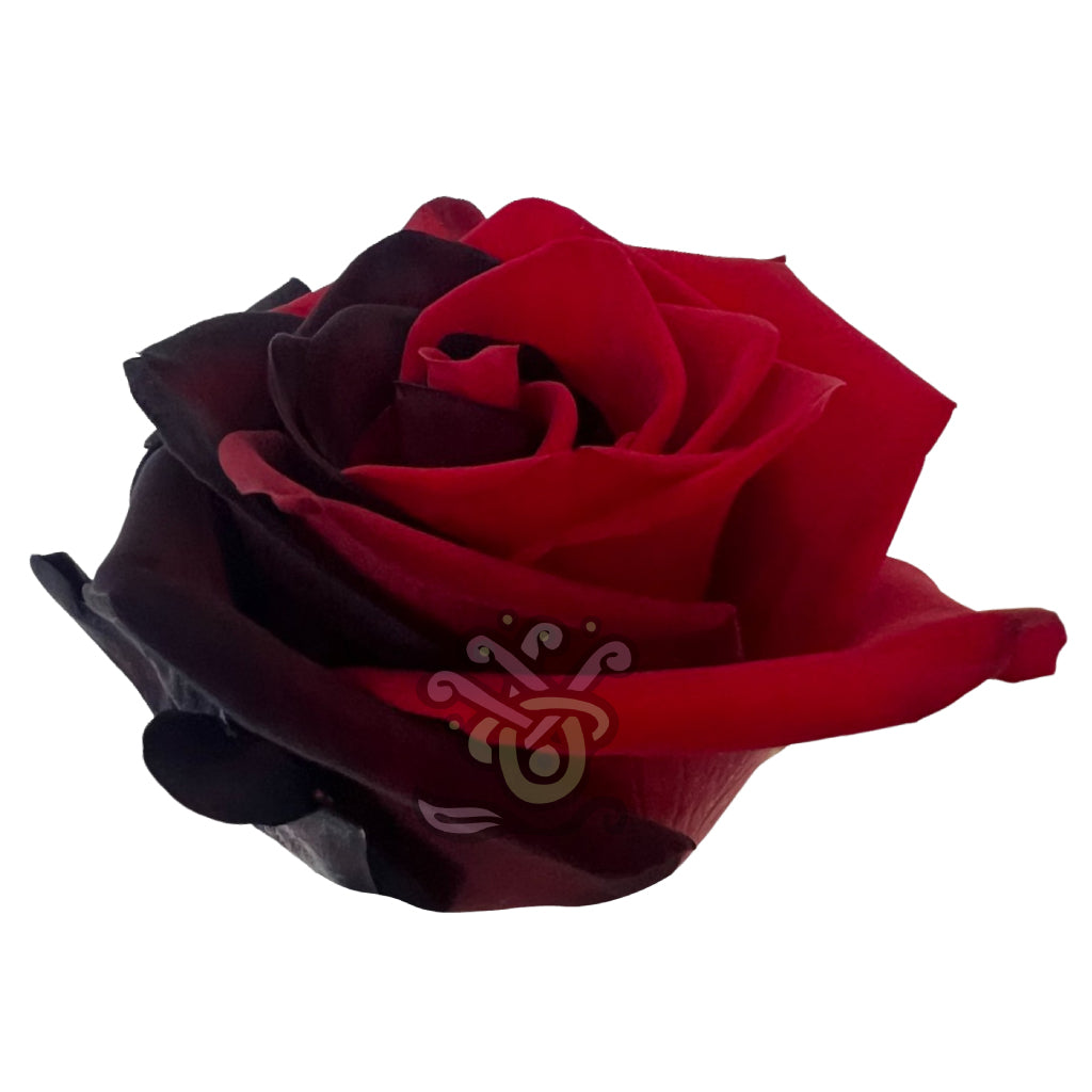 Poker Tinted Roses • Asiri Blooms