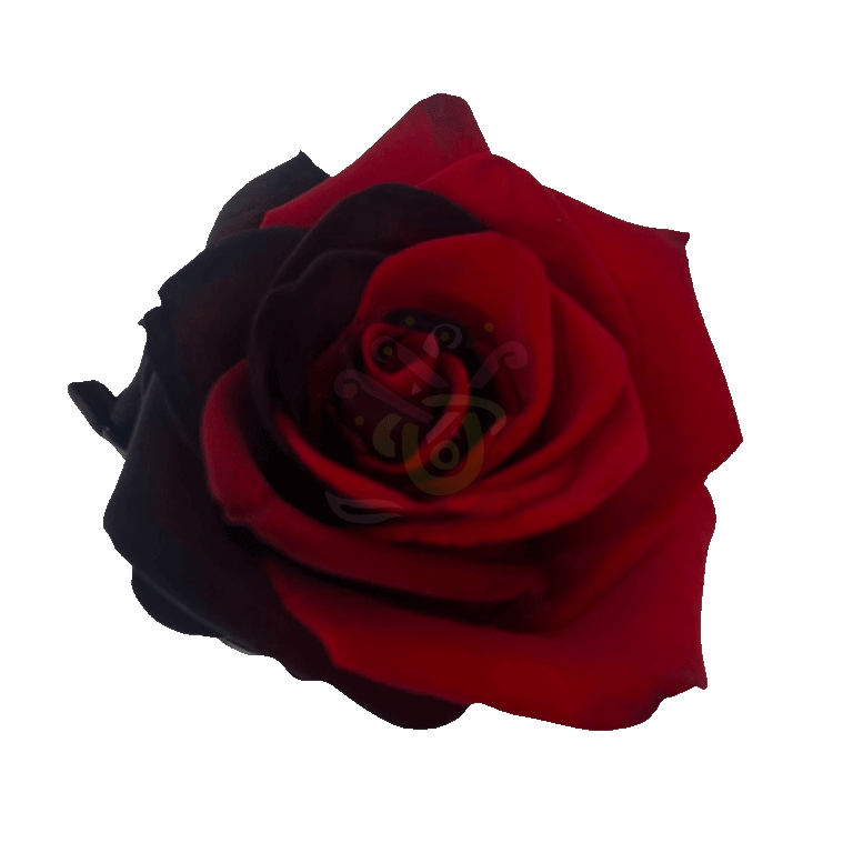 Poker Tinted Roses