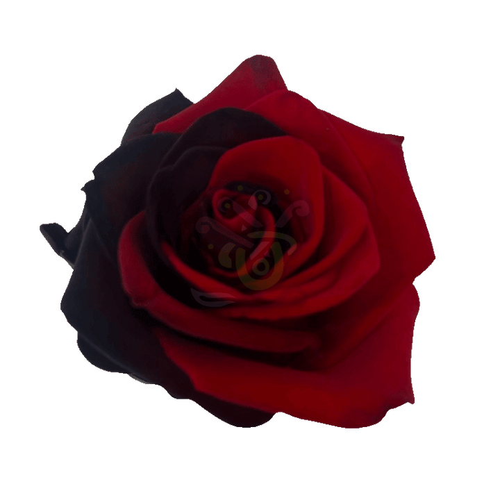 Poker Tinted Roses