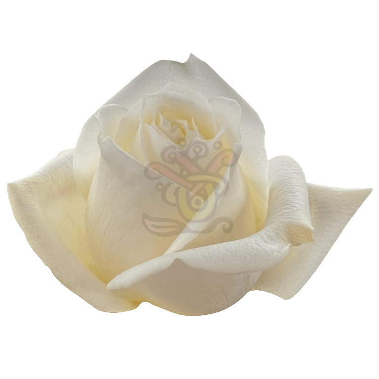 Polo Roses White 2