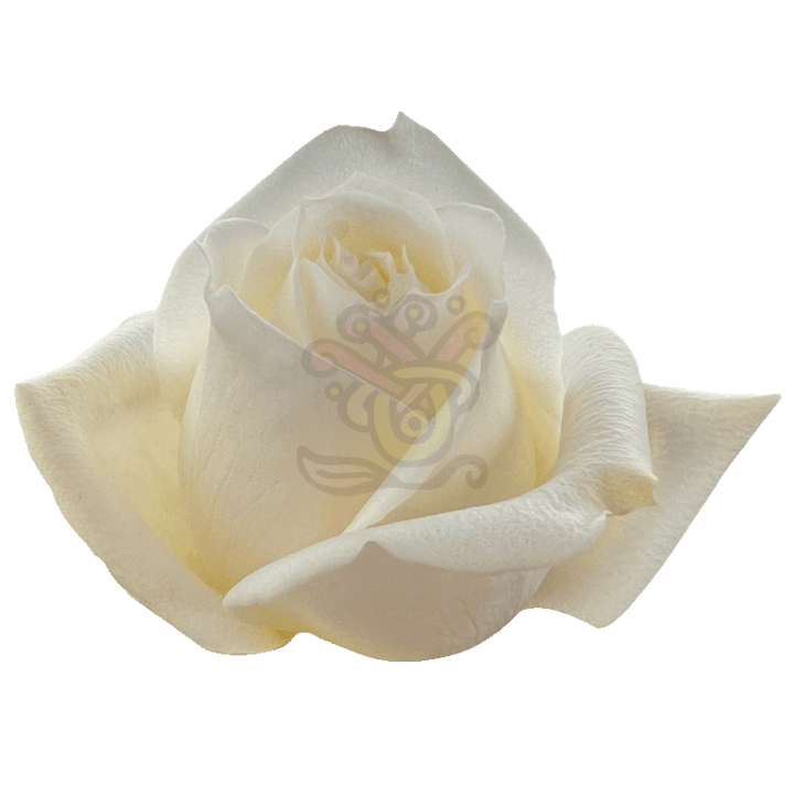 Polo Roses White 2