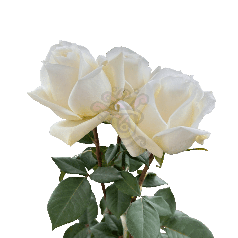Polo Roses White 3