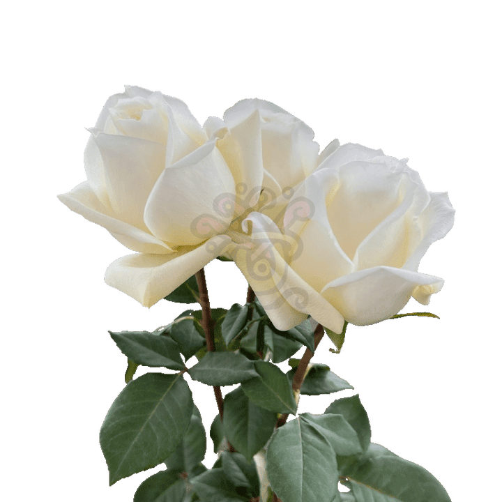 Polo Roses White 3