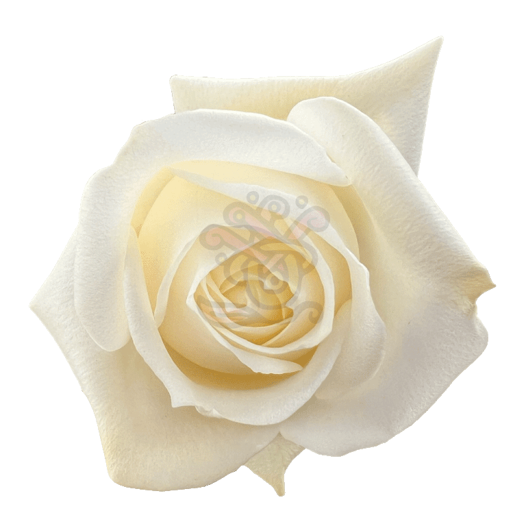 Polo Roses White