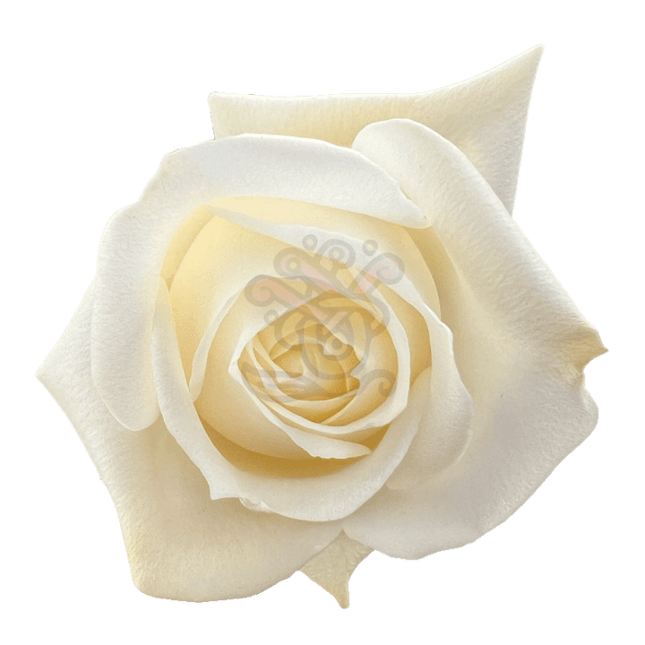 Polo Roses White