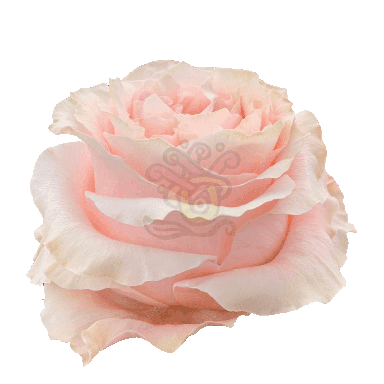 Princess Crown Roses Peach 2