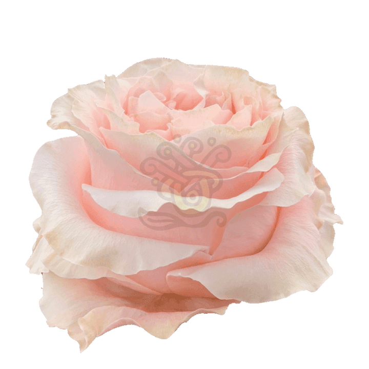 Princess Crown Roses Peach 2