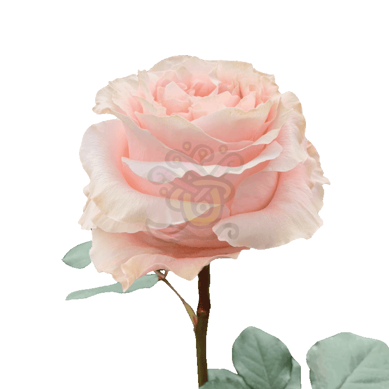 Princess Crown Roses Peach 3