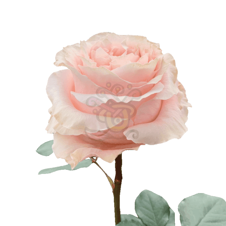 Princess Crown Roses Peach 3